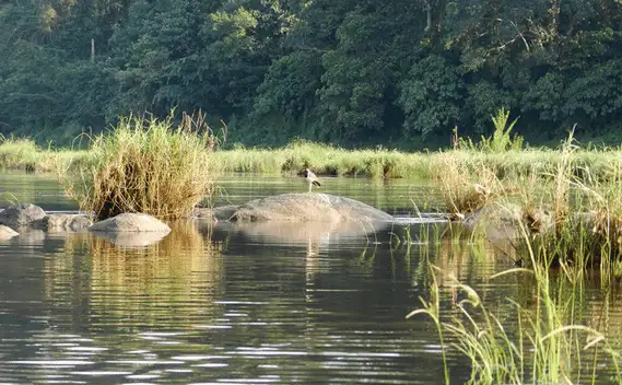 Ayush Prana Forest View